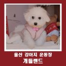 개들랜드 | 울산 개들랜드 방문후기 신나게 뛰뛰 할 수 있는 강아지 운동장