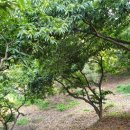 공주농장2 이미지