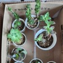 봄나루작은도서관 이미지