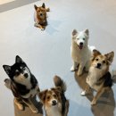 프리펫스 반려견 아카데미 안산캠퍼스 이미지