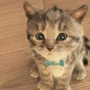금고양이 이미지