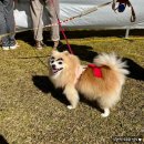 포포펫살롱 | 2023 대전 반려동물 문화축제 일요일 방문 후기