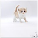 고양이분양 제나캣 화명점 이미지