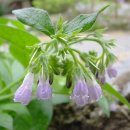 가자니아 이미지