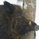 시베리아 호랑이들, 아프리카 돼지열병으로 먹이 급감해 고난의 겨울.... 이미지