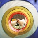 퍼피월드 이미지