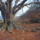 남원 진기리 느티나무 이미지