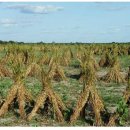 보라농장 이미지