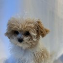 살롱드몽몽 이미지