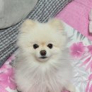 강아지살롱 | 양산 강아지미용 잘하는 곳｜르네펫살롱 곰돌이컷 후기 (심쿵주의)