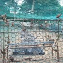 박진수농장 이미지