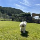 돌담펫호텔 이미지