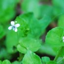 통고산자연휴양림 이미지