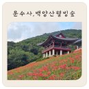 운수사 | 부산 아이랑 운수사 꽃무릇 백양산 숲놀이터 방문후기