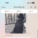 개나리 애견유치원 이미지