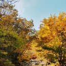 화천 황쏘가리 서식지 | 만산홍엽 화천 단풍여행 비수구미 평화의 댐