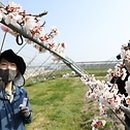 플럼엔