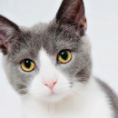 하얀강아지&고양이 이미지