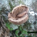 재활운동 백두대간 버섯산행.138(세곳) 이미지