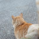 바람난고양이 이미지