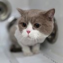 영블리 펫살롱 이미지