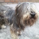 이쁘개(이동애견미용) 이미지