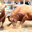 소싸움 연합뉴스
