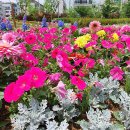 한강수변공원 Daum카페