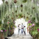 함평나비(무안) 이미지