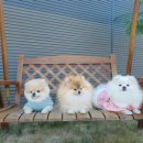 보니블루펜션 이미지