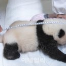 판다 이미지
