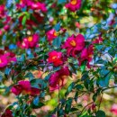 디 아넥스 이미지