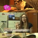 동물농장 이미지