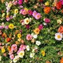 까치소리 이미지