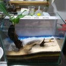 아쿠아펫 카페수족관 이미지