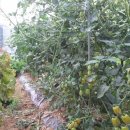 뒤뜰농장 이미지