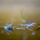 금두꺼비 이미지