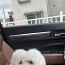 룰루랄라애견미용실