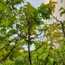 네모나무 민박 이미지