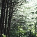 창의의 숲 이미지