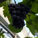 고향산천농장 이미지