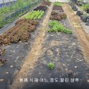 여주-0554 Daum카페