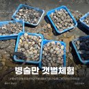 병술만어촌체험휴양마을 | 병술만 갯벌체험 바지락쓸이 솔직후기｜리솜 아일랜드 투숙객 할인까지 완벽 정리