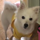 멍냥이네 구멍가게 이미지