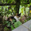 허동물약국 이미지