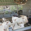 마리들농장 이미지