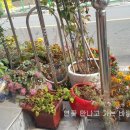 보인촌식당 이미지