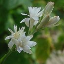 ﻿투베로사 튜베로샤/tuberose / tuberosa , 에 관하여 이미지