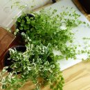 나만의 플랜테리어 이미지