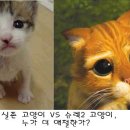 실존고양이VS슈렉2 장화신은 고양이!!! 이미지